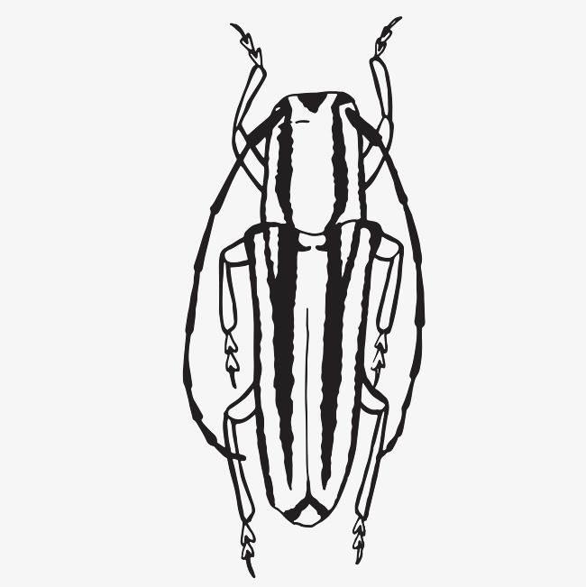 甲虫简笔画 金步甲虫简笔画