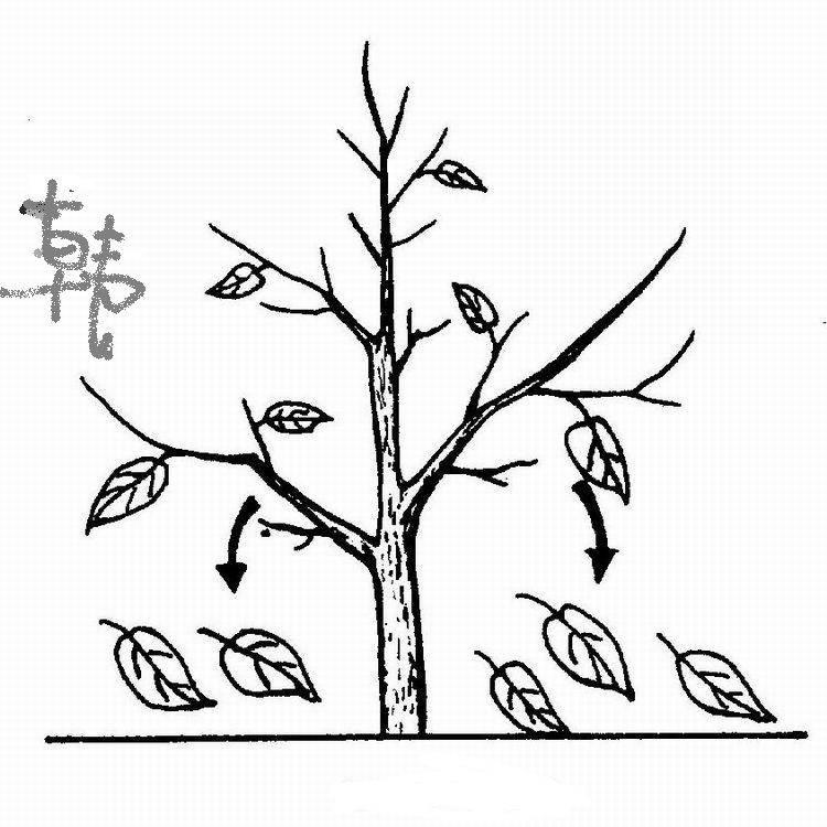 秋天的简笔画 秋天的简笔画幼儿园