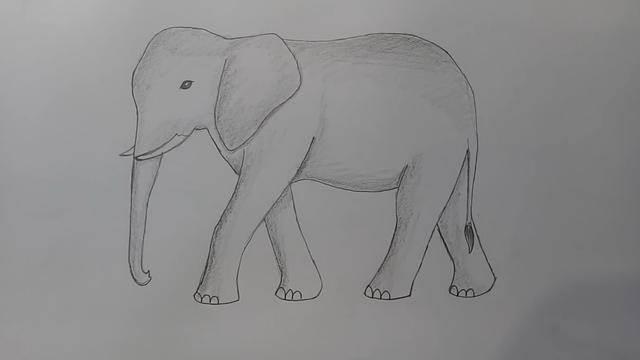 大象简笔画 大象简笔画可爱又简单