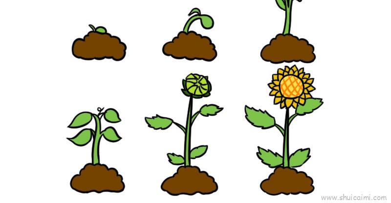 植物生长过程6张儿童画怎么画 植物生长过程6张简笔画图片大全