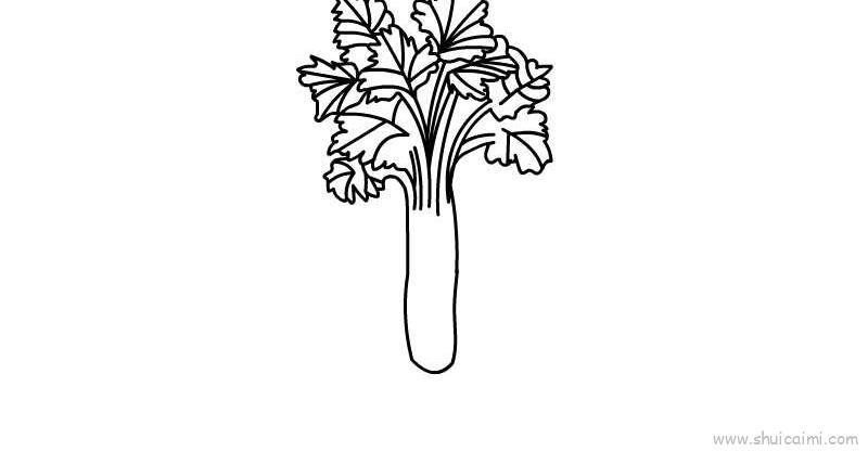 芹菜儿童画怎么画 芹菜简笔画图片