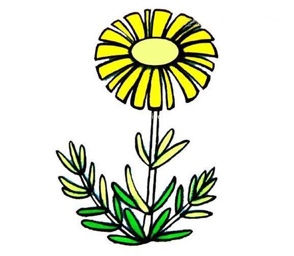 画菊花简笔画图片大全 画菊花简笔画图片大全一年级