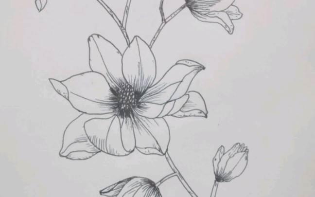 各种花简笔画图片大全 各种花简笔画图片大全大图