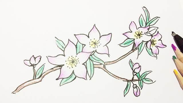 桃花简笔画 桃花简笔画彩色