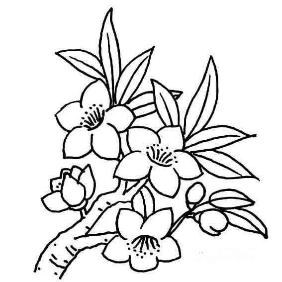 花简笔画 花简笔画彩色