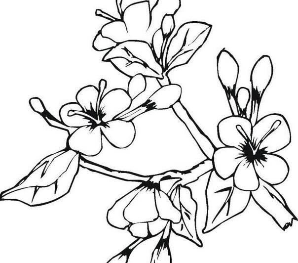 桃花简笔画 桃花简笔画简单又好看