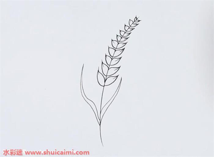 麦穗怎么画 麦穗简笔画图片大全带颜色