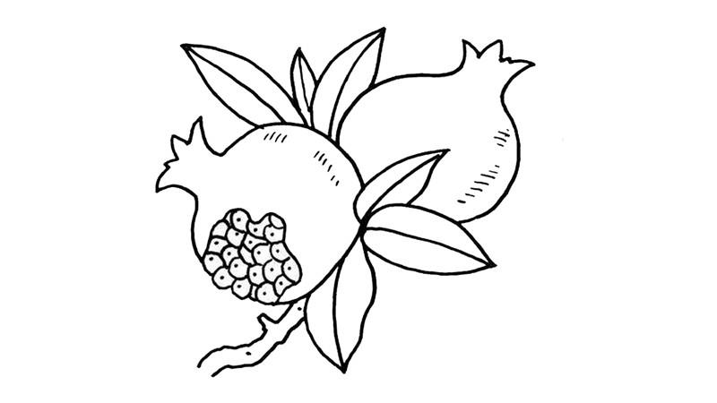 石榴如何画简笔画怎么画 石榴如何画简笔画步骤