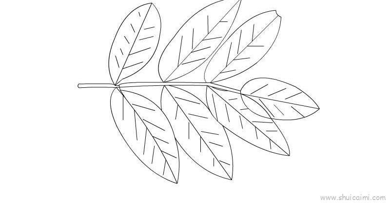 槐树叶子儿童画怎么画 槐树叶子简笔画简单