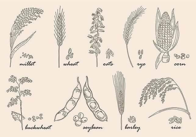 粮食简笔画 粮食简笔画图片