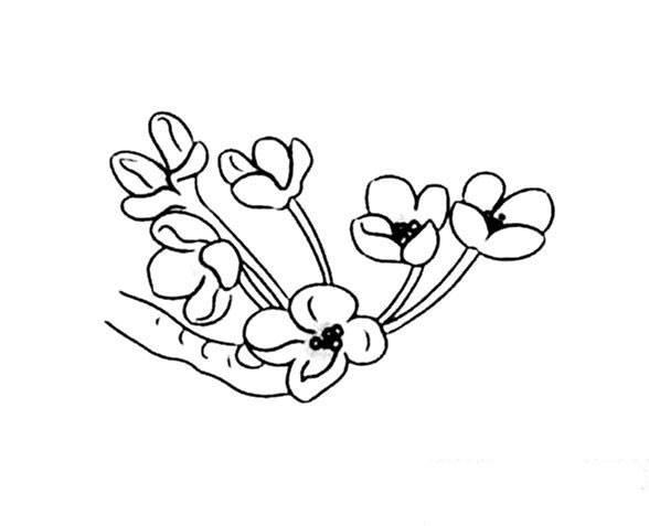 桂花简笔画 桂花简笔画图片