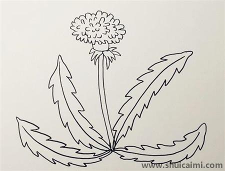 蒲公英彩色儿童简笔画