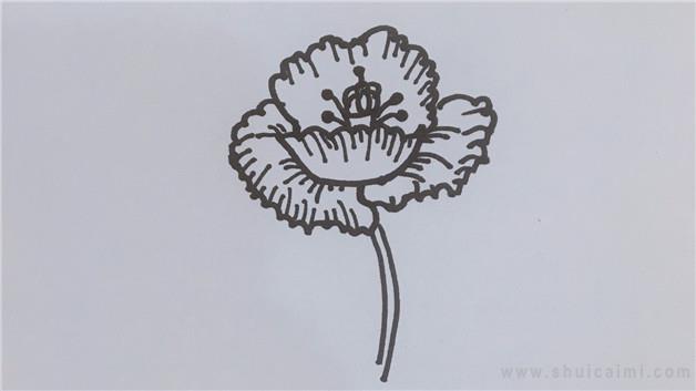 禁毒罂粟花简笔画怎么画 禁毒罂粟花简笔画顺序