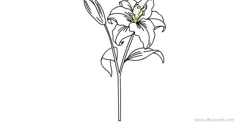 百合花儿童画怎么画 百合花简笔画步骤