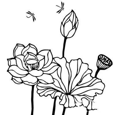 荷花简笔画 荷花简笔画怎么画