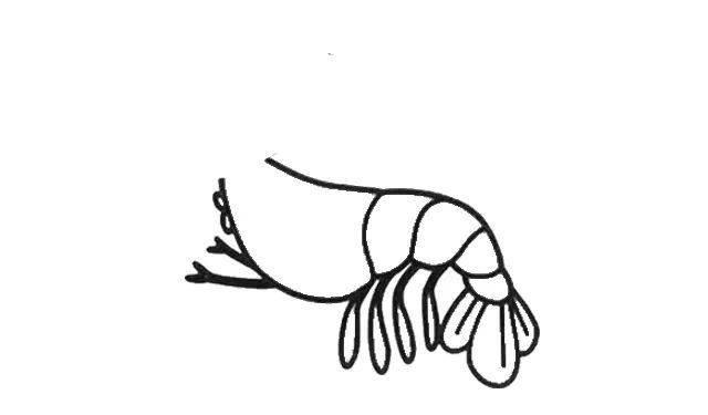 虾简笔画 虾简笔画儿童画