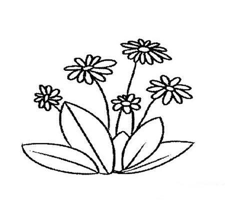 雏菊简笔画 雏菊简笔画图片