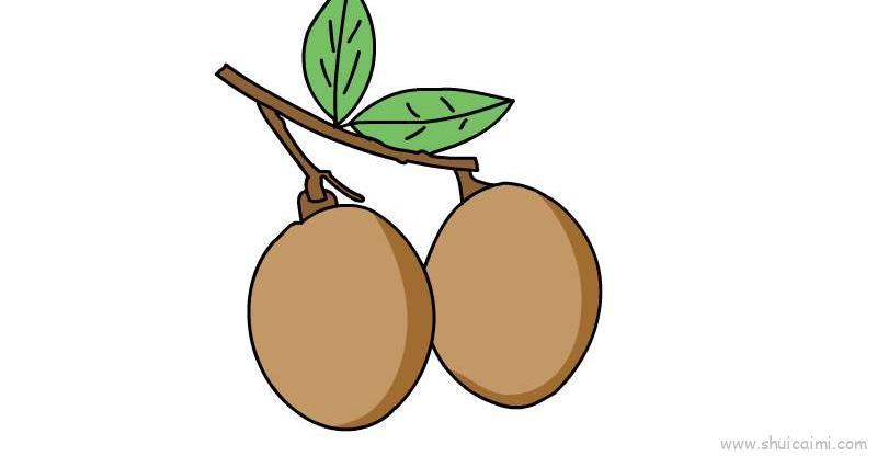 桂圆儿童画怎么画 桂圆简笔画简单又好看