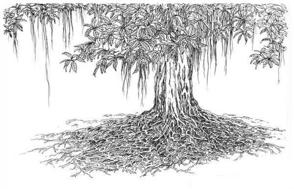 榕树简笔画 榕树简笔画图片带颜色