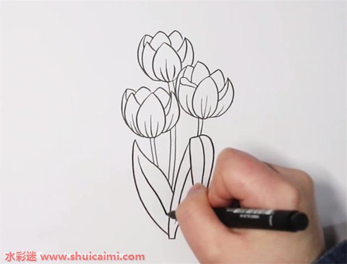 郁金香怎么画 郁金香简笔画简单彩色