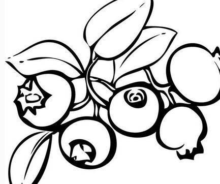 蓝莓简笔画 蓝莓简笔画图片