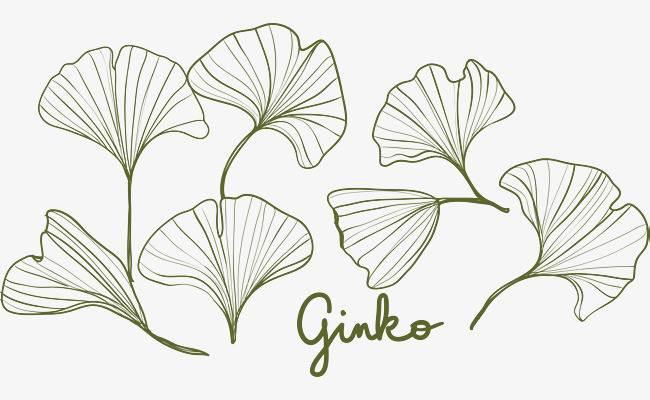 银杏简笔画图片大全 银杏简笔画图片大全可爱