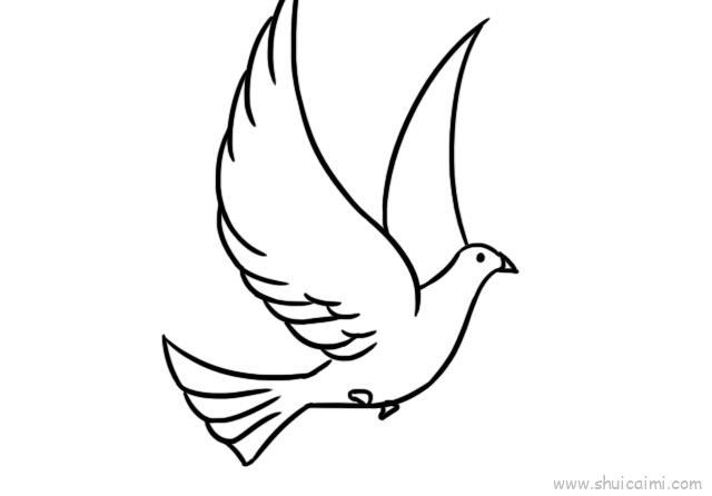 白鸽三步完成儿童画怎么画 白鸽三步完成简笔画顺序