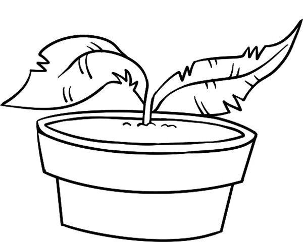 恐怖的食人草简笔画怎么画 恐怖的食人草简笔画画法