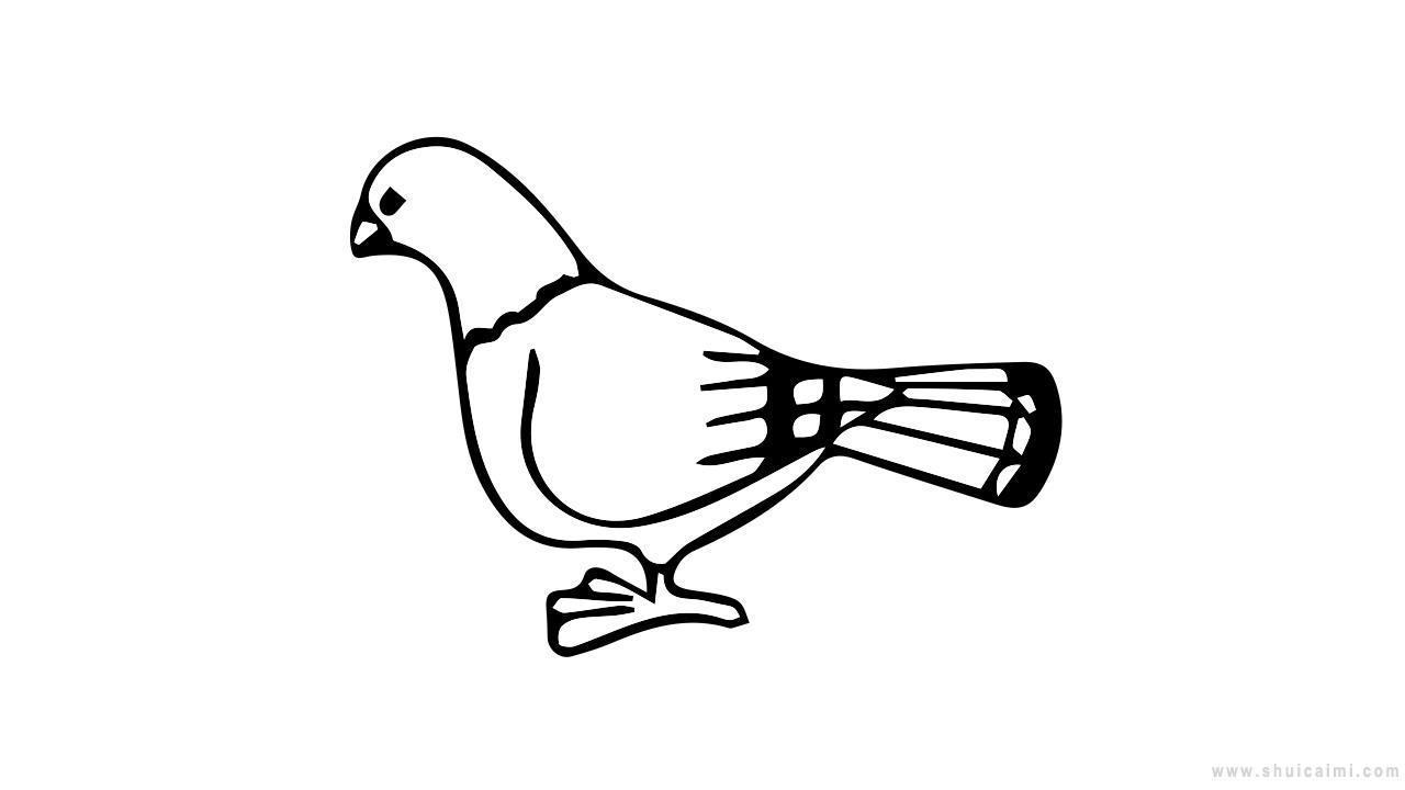 小白鸽简笔画怎么画 小白鸽简笔画好看
