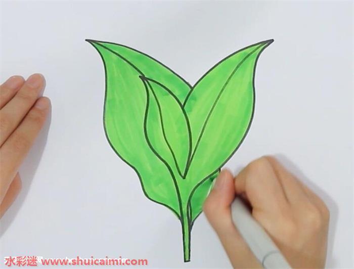 茶叶怎么画 茶叶简笔画简单又漂亮彩色