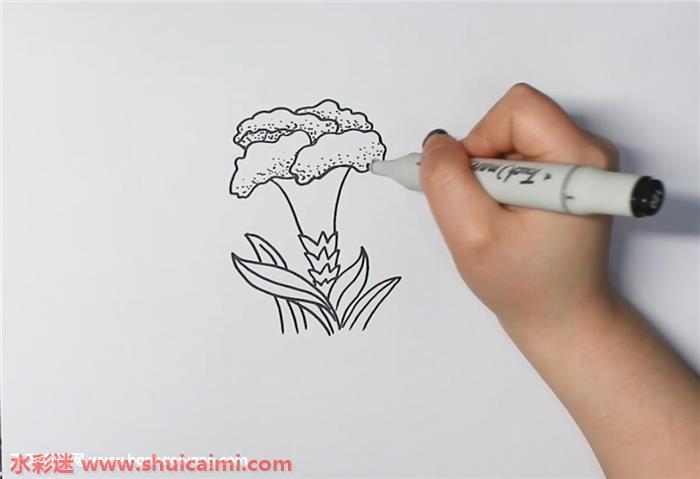 鸡冠花怎么画 鸡冠花简笔画简单好看带颜色