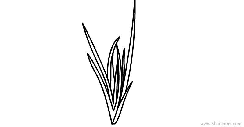 端午节菖蒲儿童画怎么画 端午节菖蒲简笔画步骤