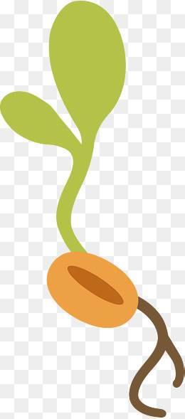 豆芽简笔画 豆芽简笔画生长过程