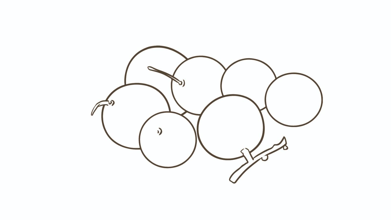 桂圆简笔画怎么画 桂圆简笔画图片