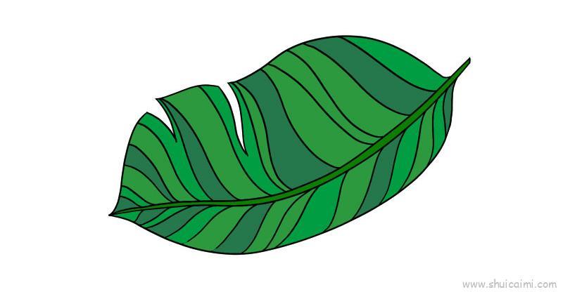 芭蕉叶儿童画怎么画 芭蕉叶简笔画顺序