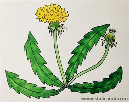 蒲公英彩色儿童简笔画