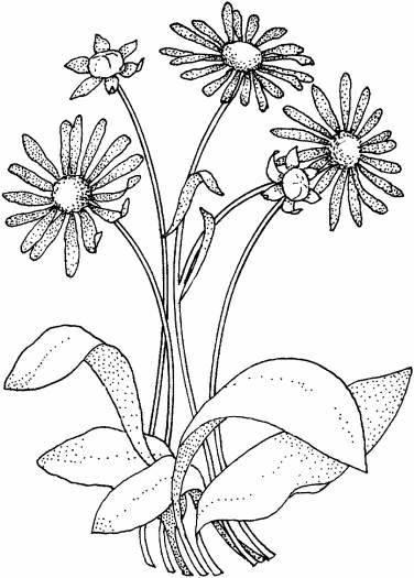 菊花的简笔画 菊花的简笔画图片