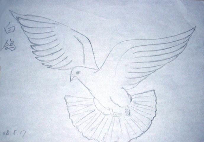 黑板报白鸽图片 黑板报白鸽怎么画