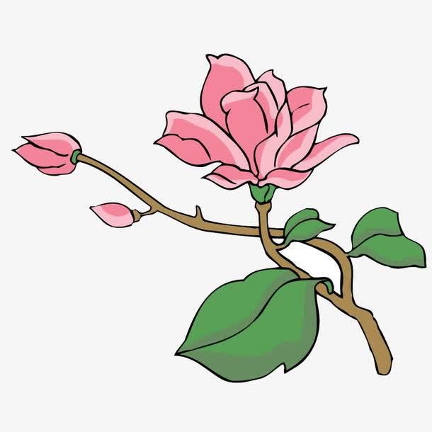 玉兰花简笔画图片大全 玉兰花简笔画图片大全彩色
