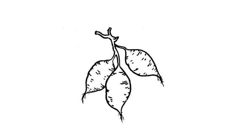 红薯简笔画怎么画 红薯简笔画好看