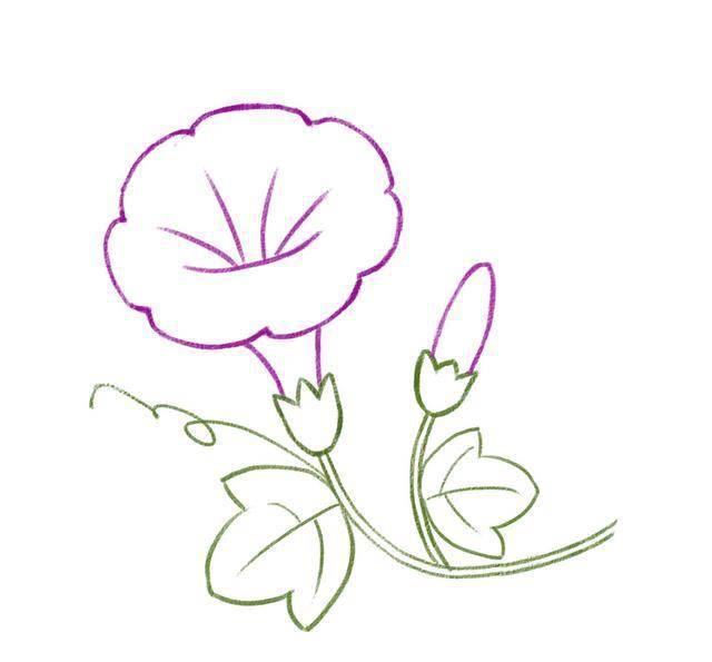牵牛花的简笔画图片大全 牵牛花的简笔画图片大全彩色
