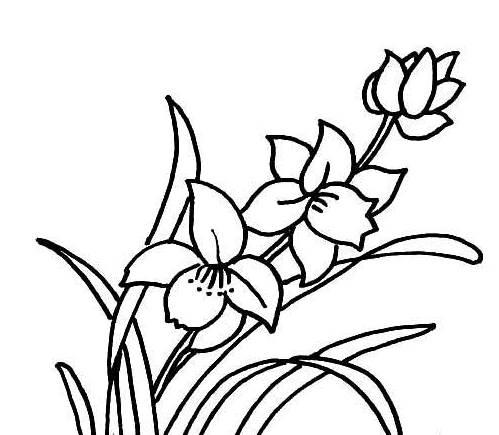 花卉简笔画 花卉简笔画图片大全