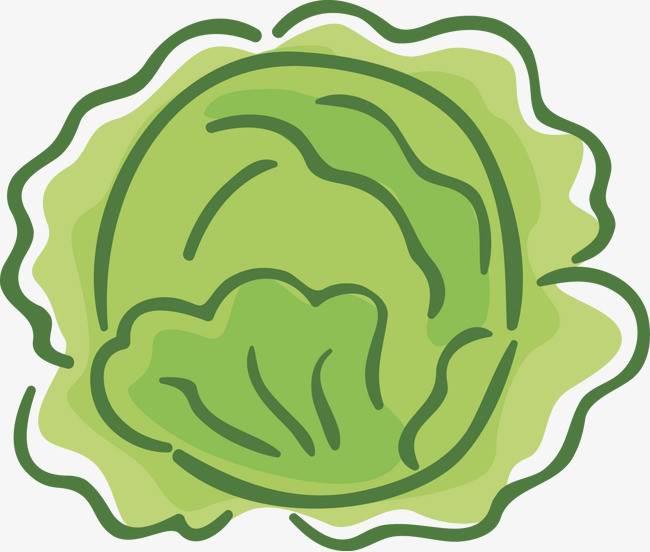包菜简笔画 绿色尖包菜简笔画