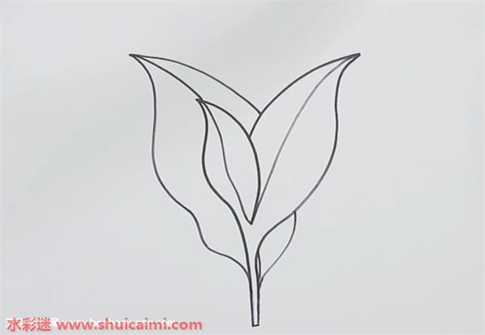 茶叶怎么画 茶叶简笔画简单又漂亮彩色