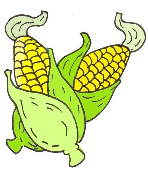 玉米图片简笔画 大玉米图片简笔画儿童画