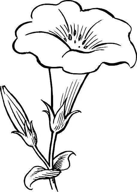 花卉简笔画图片大全 花卉简笔画图片大全大图彩色