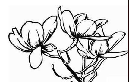 植物的简笔画 植物的简笔画花草树木