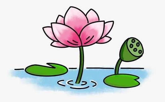 莲花简笔画 莲花简笔画图片大全大图