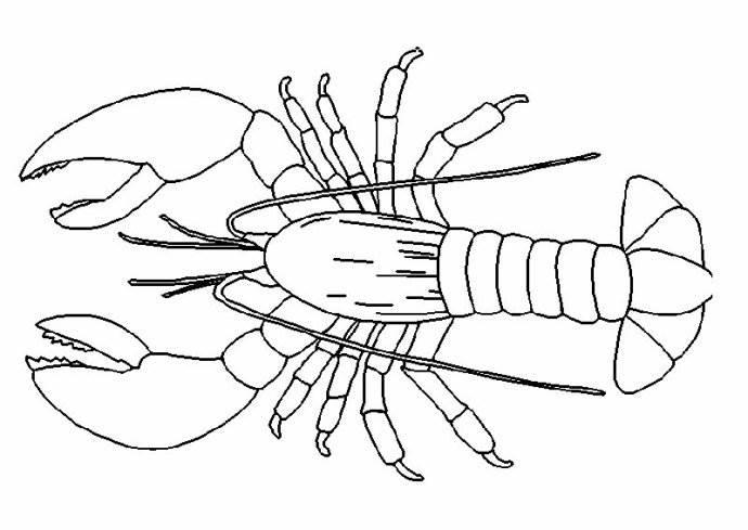 虾的简笔画 虾的简笔画图片大全