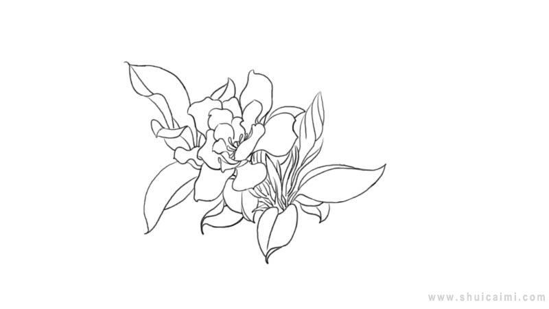 栀子花简笔画怎么画 栀子花简笔画步骤